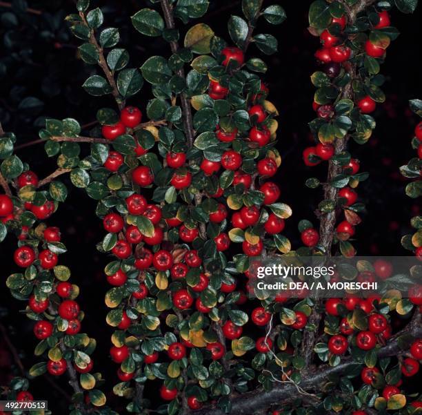 Cotoneaster , Rosaceae.