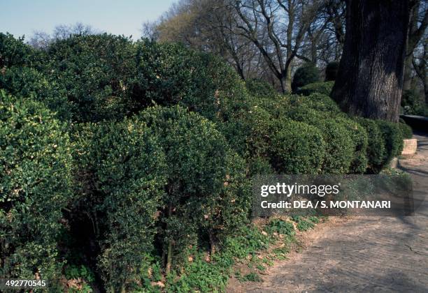 Boxsud Tree Boxwood Tree Photos and Premium High Res Pictures - Getty Images