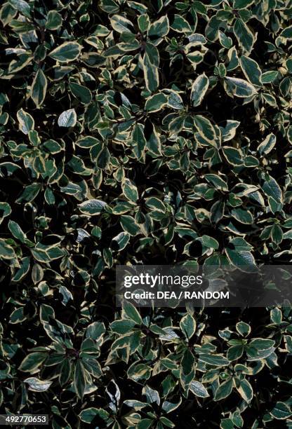 Italian Buckthorn or Mediterranean Buckthorn , Rhamnaceae.