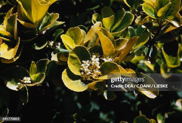 Celastraceae Celastraceae Photos and Premium High Res Pictures - Getty Images