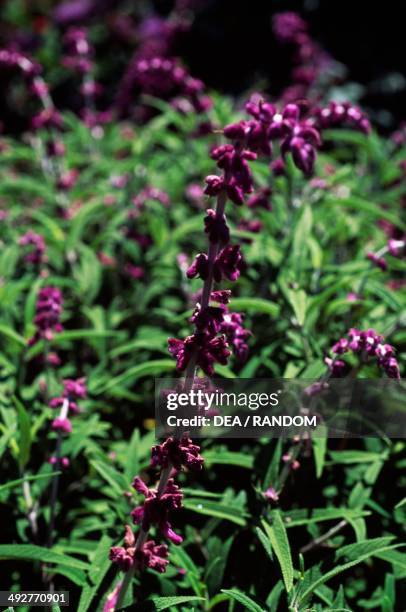 Mexican bush sage flowers , Lamiaceae.