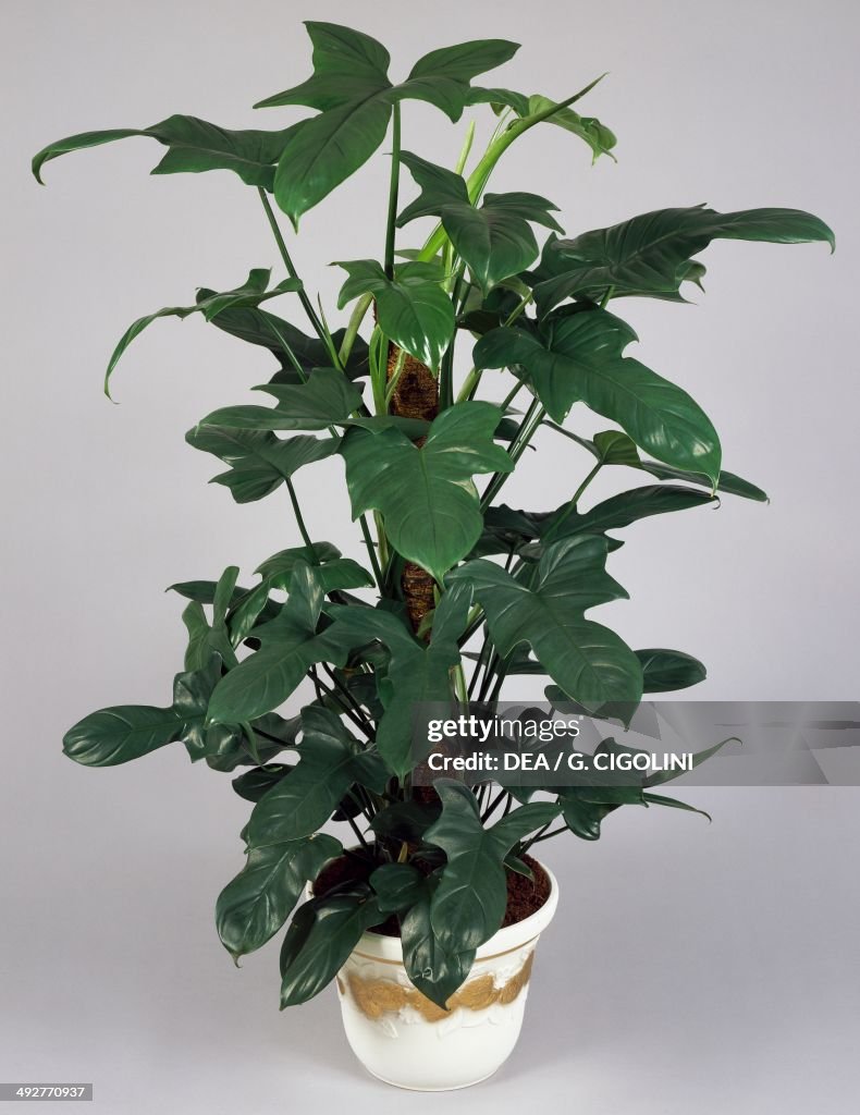 Philodendron ,Araceae