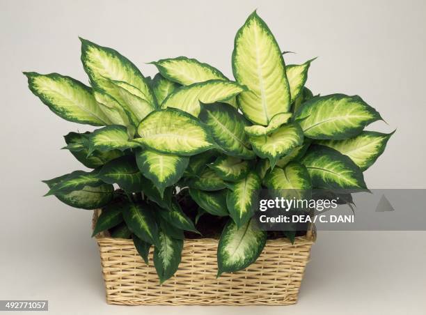 Mother-in-law or Dumb cane , Araceae.