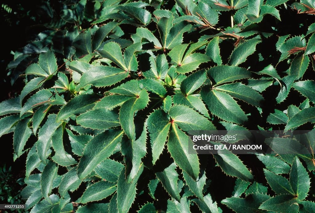 Holly-Leaved Hellebore or Corsican Hellebore...