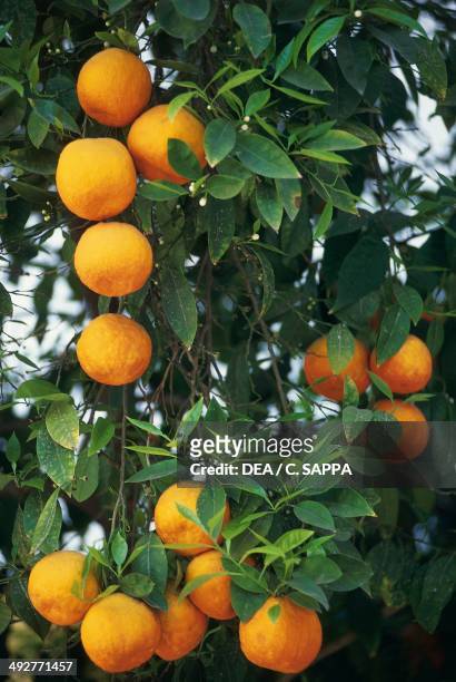 Bitter orange or Seville orange , Rutaceae.
