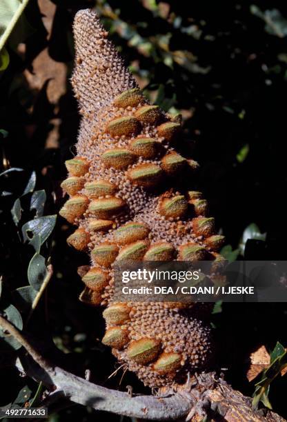 Bull Banksia, Giant Banksia or Mangite Banksia grandis, Proteaceae, Australia.