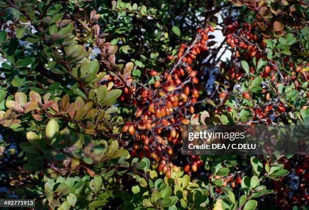 European Barberry , Berberidaceae.