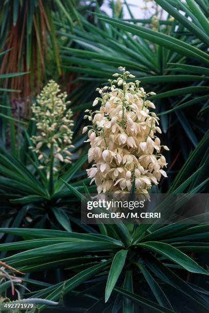 Giant Yucca , Asparagaceae.