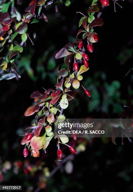 European Barberry , Berberidaceae.