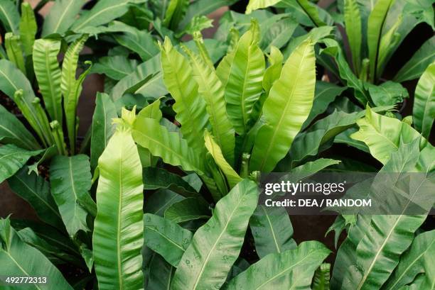 Bird's Nest Fern , Aspleniaceae, on a palm tree trunk.