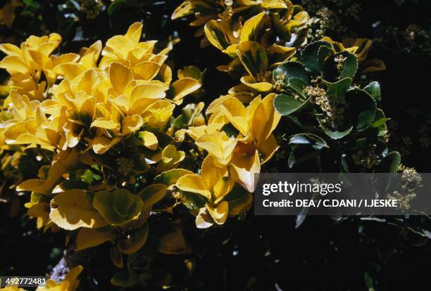 Celastraceae Celastraceae Photos and Premium High Res Pictures - Getty Images