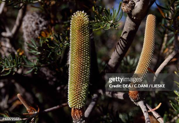 Desert Banksia , Proteaceae, Australia.