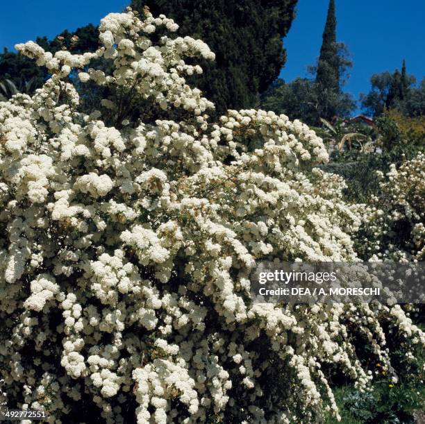 Taj Reeves 184 Spiraea Garden Stock Photos, High-Res Pictures, and Images - Getty ...