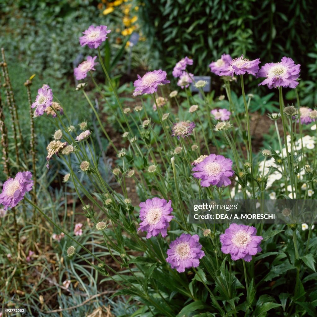 Pincushion-flower or Scabious (Scabiosa caucasica)...
