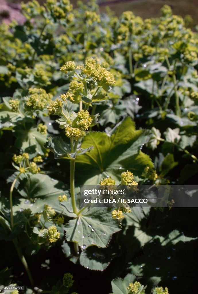 Lady's mantle in bloom (Alchemilla mollis)...