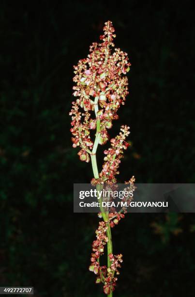 French sorrel in bloom , Polygonaceae.