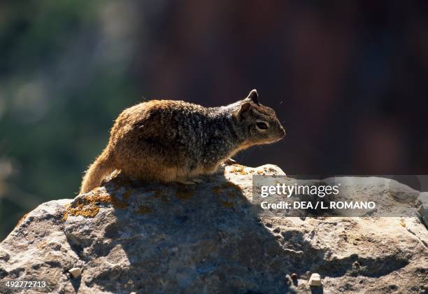 Cliff chipmunk , Sciuridae, Grand Canyon, Arizona, United States of America.