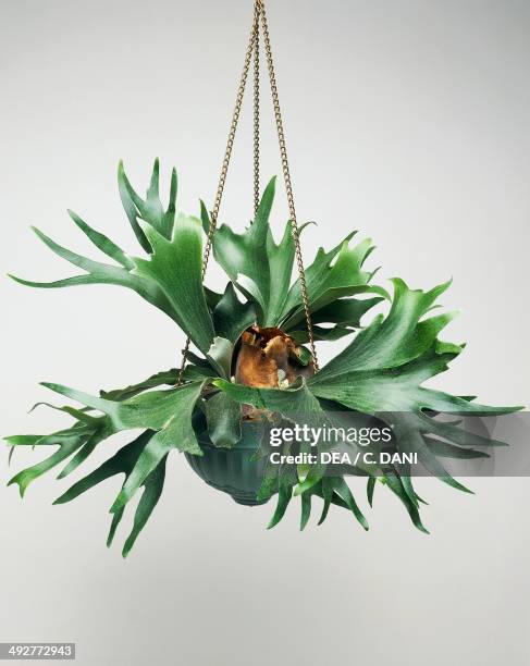 Elkhorn fern or Staghorn fern , Polypodiaceae.