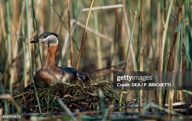 Red-necked grebe , Podicipedidae.