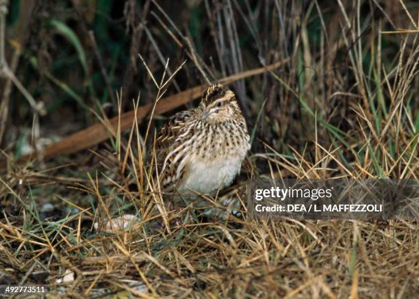 Common quail , Phasianidae.