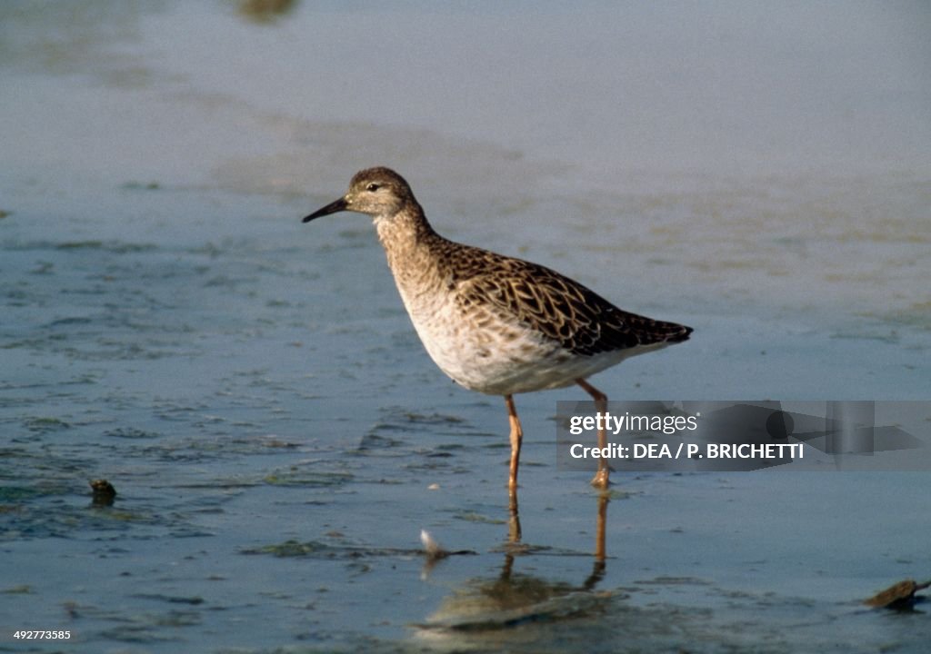 Ruff, Scolopacidae