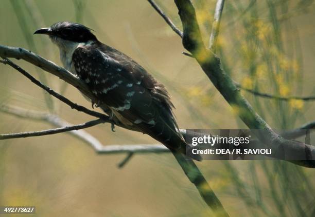 Great spotted cuckoo , Cuculidae.