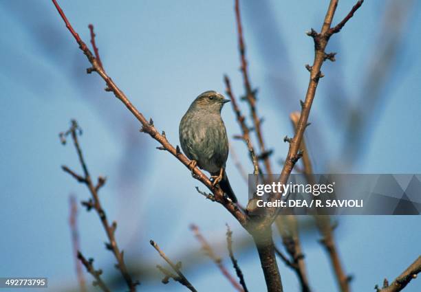 Hedge sparrow or Dunnock , Prunellidae.