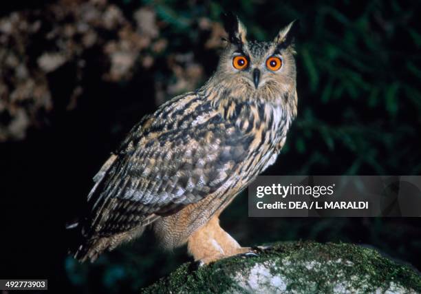 Eurasian eagle-owl or European eagle-owl , Strigidae.