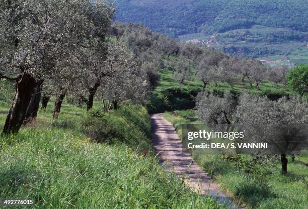 Olive grove near Farfa Abbey, Lazio, Italy.