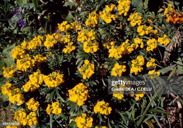 Aegean Wallflower , Brassicaceae.