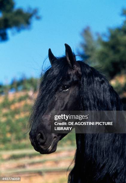 Friesian or Frisian horse , Equidae.