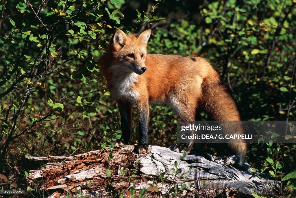 Red Fox (Vulpes vulpes)...