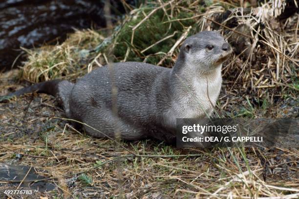 North American river otter , Mustelidae.