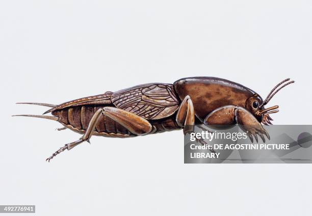 Mole cricket , Gryllotalpidae. Artwork by Tim Hayward.