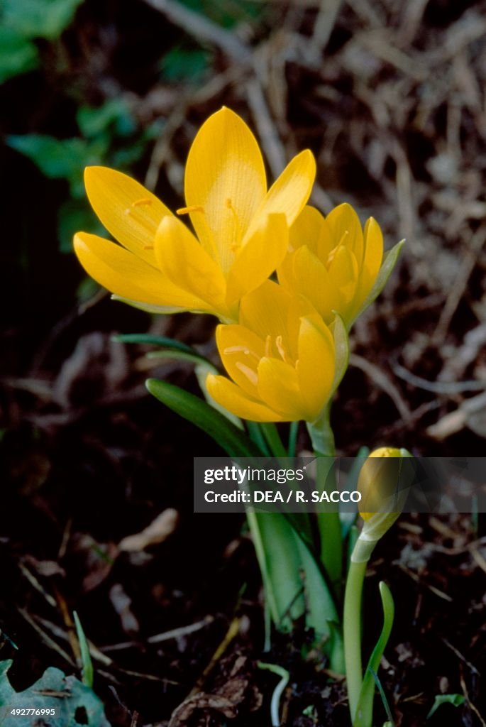 Winter Daffodil (Sternbergia lutea)
