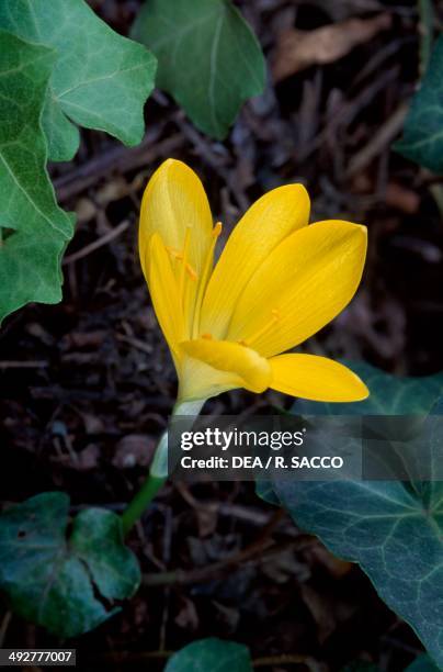 Winter Daffodil , Amaryllidaceae.