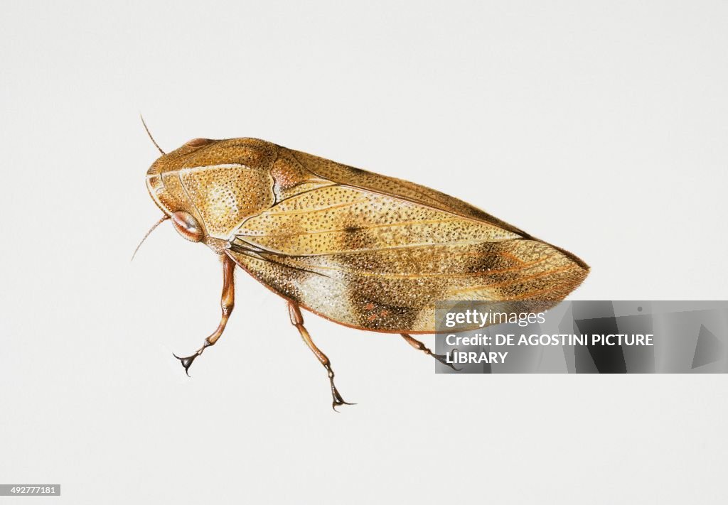 European Alder Spittle Bug (Aphrophora alni)...