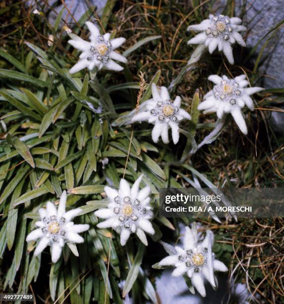 Edelweiss , Asteraceae.
