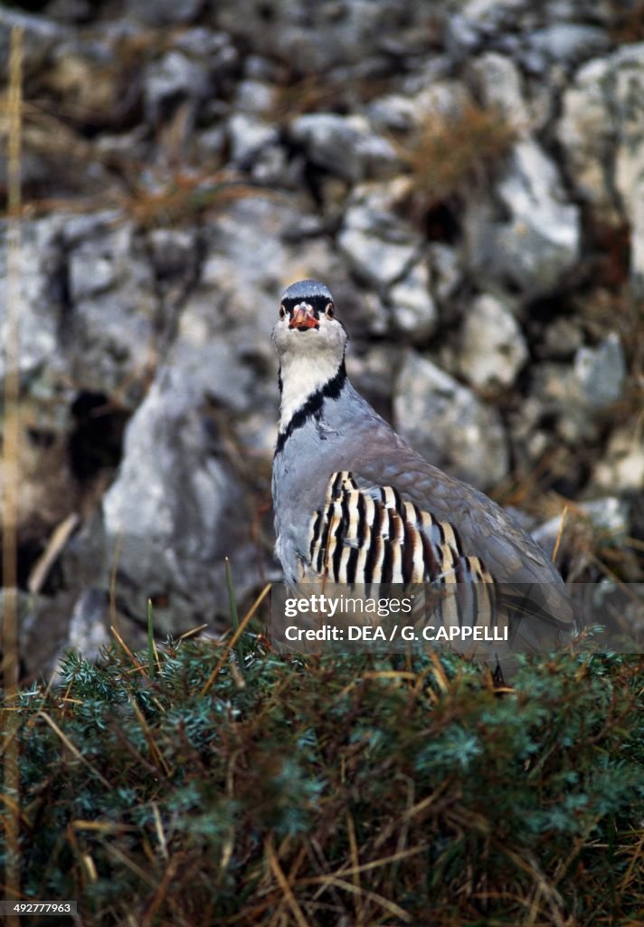 Rock partridge (Alectoris graeca), Phasianidae...