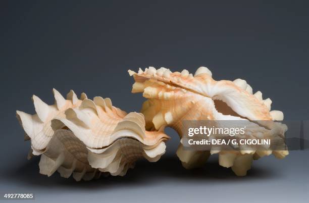 Giant Clam Shells Photos and Premium High Res Pictures - Getty Images