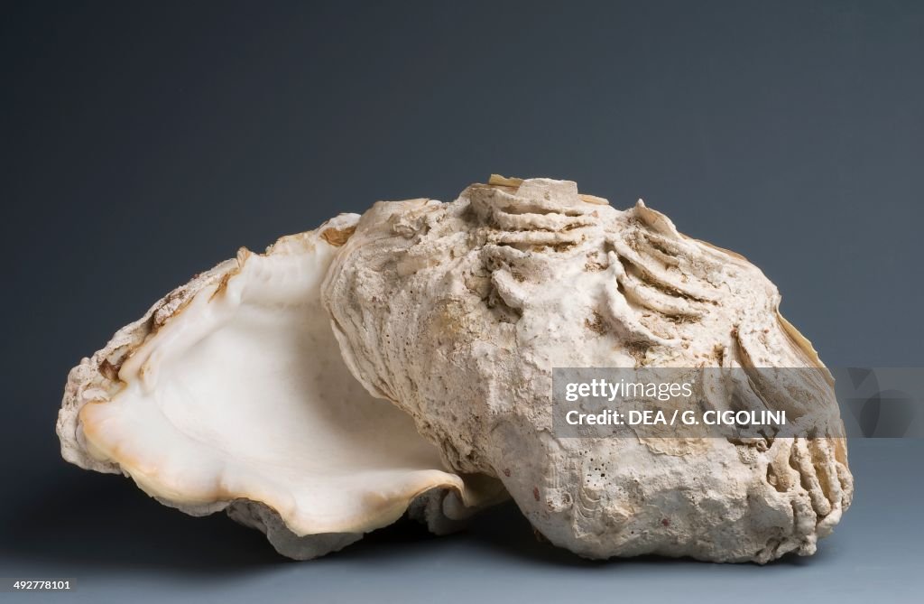 Maxima clam shell, Veneroida