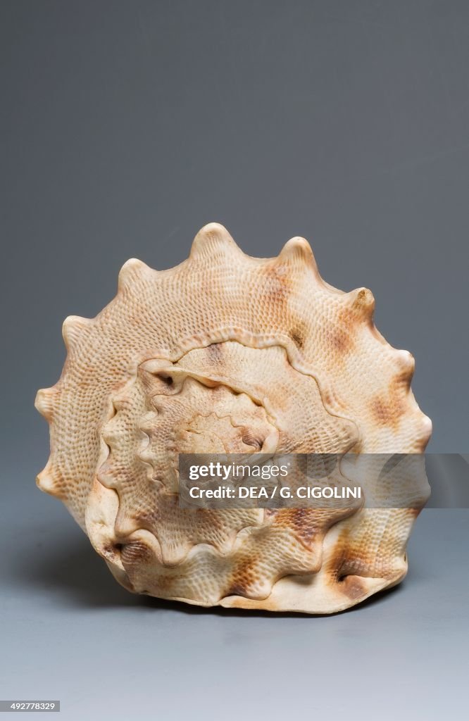 Horned helmet shell, Littorinimorpha