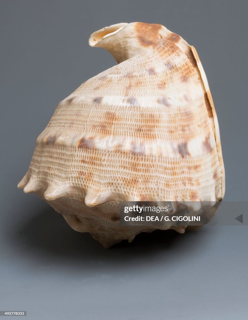 Horned helmet shell, Littorinimorpha
