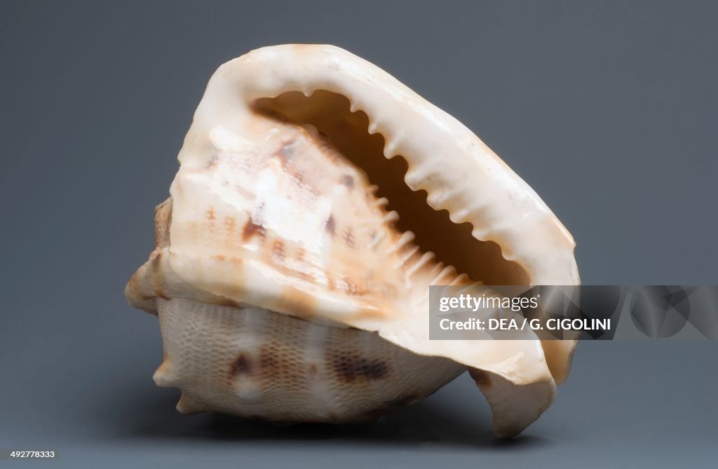 Horned helmet shell, Littorinimorpha