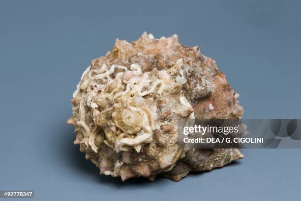 Star Turban Shell Turban Shell Stock-Fotos und Bilder - Getty Images