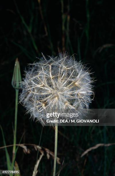 Oriental Salsify , Asteraceae.