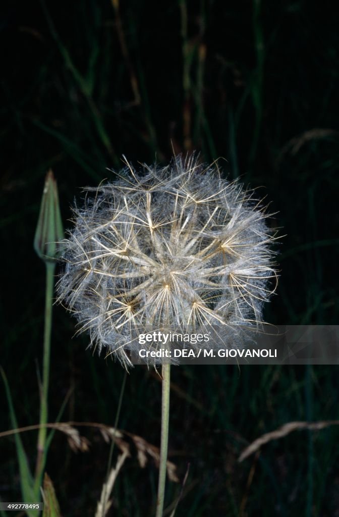 Oriental Salsify (Tragopogon pratensis)...