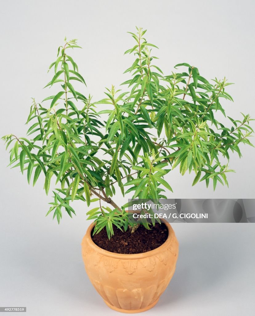 Lemon beebrush or Lemon verbena, Verbenaceae