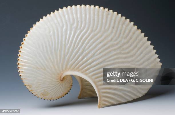 Agenort Shell Shell Paper Photos and Premium High Res Pictures - Getty Images