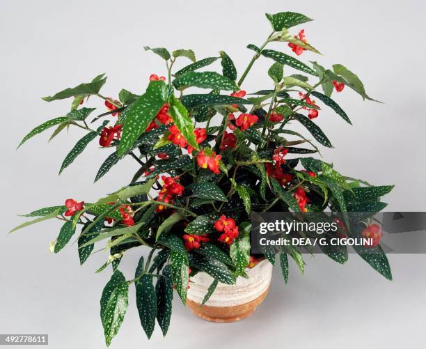 Tamaya with red flowers, Begoniaceae.